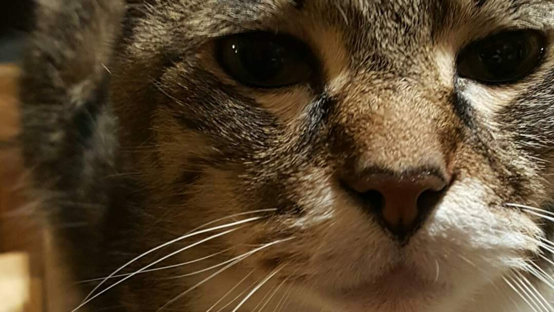 Close up of Fabio