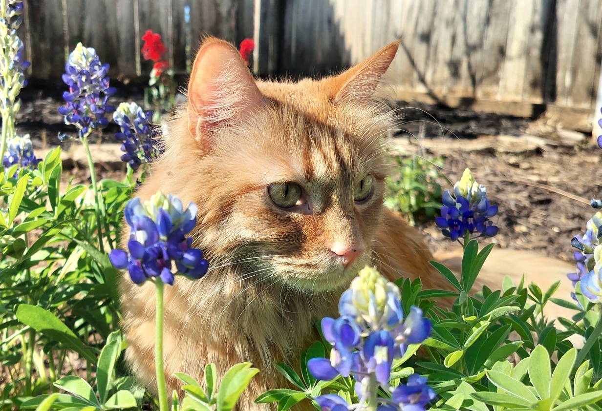 An orange Tabby cat in Bluebonnet flowers