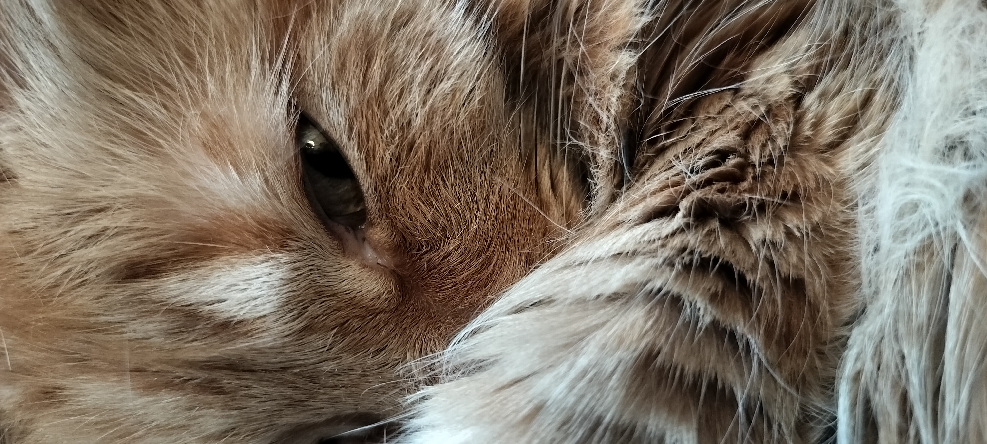 A close-up of Waffles looking at the camera